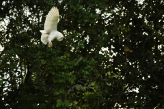 NORFOLK_BARN_OWL_20150708_008