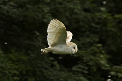 NORFOLK_BARN_OWL_20150709_011