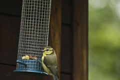 NORFOLK_WILDLIFE_20150705_008 SMALL